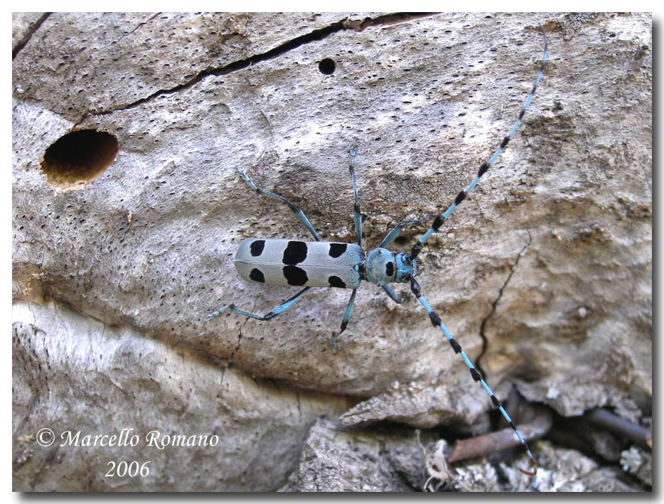 Insetti dalla Croazia e non solo: 3.Rosalia alpina (Ceramb.)